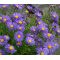 Aster Alpine Blue Seeds - Aster Alpinus