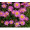 Aster Alpine Pink Seeds - Aster Alpinus