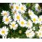 Aster Alpine White Seeds - Aster Alpinus