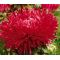 Aster Gremlin Double Red Seeds - Callistephus Chinensis