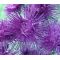 Aster Needle Unicum Violet Seeds - Callistephus Chinensis