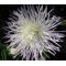 Aster Needle Unicum White Seeds - Callistephus Chinensis