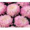 Aster Paeony Duchess Pink Seeds - Callistephus Chinensis