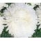 Aster Paeony Duchess White Seeds - Callistephus Chinensis