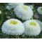 Aster Pompon White Seeds - Callistephus Chinensis