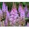 Astilbe Chinese Pumila Seeds - Astilbe Chinensis
