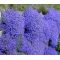 Aubrieta Rock Cress Cascade Blue Seeds - Aubrieta Hybrida Superbissima