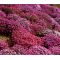 Aubrieta Rock Cress Cascade Mix Seeds - Aubrieta Hybrida Superbissima