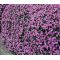 Aubrieta Rock Cress Cascade Purple Seeds - Aubrieta Hybrida Superbissima
