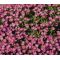 Aubrieta Rock Cress Whitewell Gem Seeds - Aubrieta Hybrida