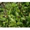 Basil Cinnamon Seeds - Ocimum Basilicum