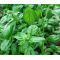 Basil Lettuce Leaf Seeds - Ocimum Basilicum