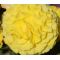 Begonia Tuberous Double Yellow Seeds - Begonia Tuberosa