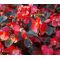 Begonia Wax Red Seeds - Begonia Semperflorens