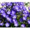 Bellflower Tussock Blue Seeds - Campanula Carpatica