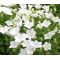 Bellflower Tussock White Seeds - Campanula Carpatica Alba