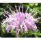 Bergamot Wild Bee Balm Bulk Seeds - Monarda Fistulosa