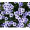 Blue Eyed Grass Seeds - Sisyrinchium Bellum