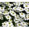 Brachycome White Seeds - Brachycome Iberidifolia