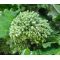 Broccoli Raab Spring Seeds - Brassica Rapa