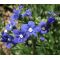 Bugloss Blue Angel Seeds - Anchusa Capensis