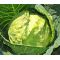 Cabbage Danish Ballhead Seeds - Brassica Oleracea