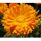 Calendula Pot Marigold Seeds - Calendula Officinalis