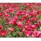 California Poppy Carmine Seeds - Eschscholzia Californica