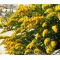 Canada Goldenrod Seeds - Solidago Canadensis