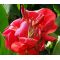 Canna Red Seeds - Canna x Generalis