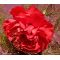 Carnation Grenadin Scarlet Seeds - Dianthus Caryophyllus
