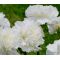 Carnation Grenadin White Seeds - Dianthus Caryophyllus