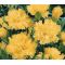 Carnation Grenadin Yellow Seeds - Dianthus Caryophyllus