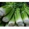 Celery Utah 52-70 Seeds - Apium Graveolens