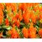 Celosia Nana Glitters Orange Seeds - Celosia Plumosa
