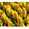 Celosia Nana Glitters Yellow Seeds - Celosia Plumosa