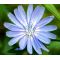 Chicory Seeds - Cichorium Intybus