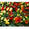 Chili Pepper Ornamental Prairie Fire Seeds - Capsicum Annuum