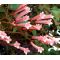Cigar Plant Rose Seeds - Cuphea Ignea Coan