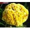 Cockscomb Yellow Dwarf Seeds - Celosia Cristata Nana Jessica