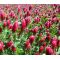 Clover Crimson Seeds - Trifolium Incarnatum