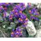 Alpine Toadflax Seeds - Linaria Alpina