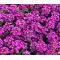 Alyssum Purple Royal Carpet Bulk Seeds - Lobularia Maritima
