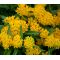 Butterfly Weed Hello Yellow Bulk Seeds - Asclepias Tuberosa