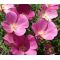 California Poppy Purple Gleam Seeds - Eschscholzia Californica