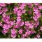 Catchfly Nodding Rose Triumph Seeds - Silene Pendula
