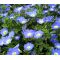 Chilean Bellflower Blue Seeds - Nolana Paradoxa