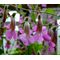 Chinese Foxglove Rosy Purple Seeds - Rehmannia Elata