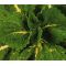 Coleus Kong Green Seeds - Solenostemon Scutellarioides