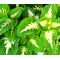 Coleus Versa Green Halo Seeds - Solenostemon Scutellarioides